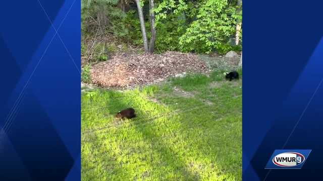 Good Vibes: U local users spotting backyard animals