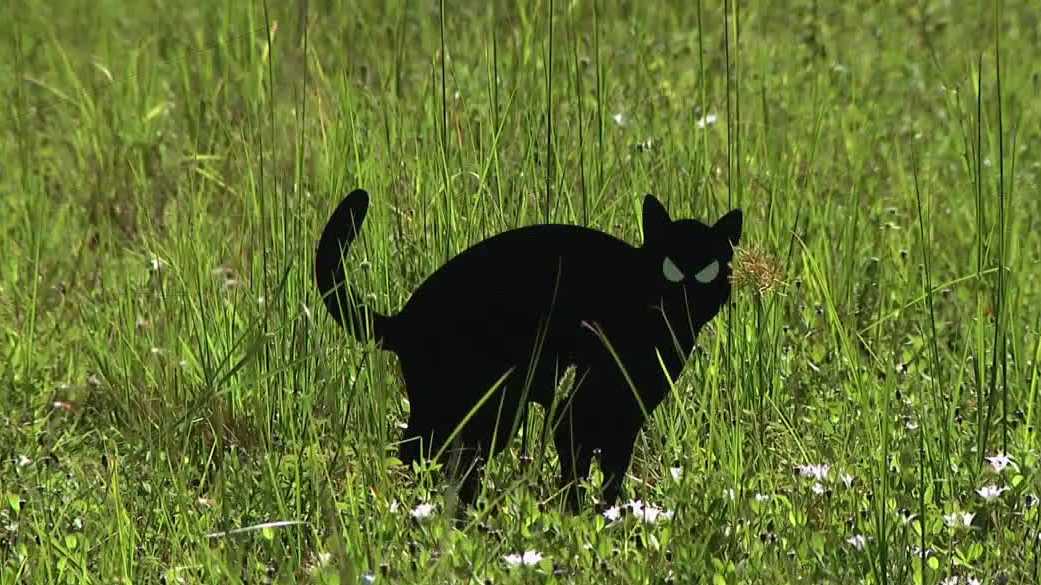 Mysterious fake cats placed in empty Cape Coral lots