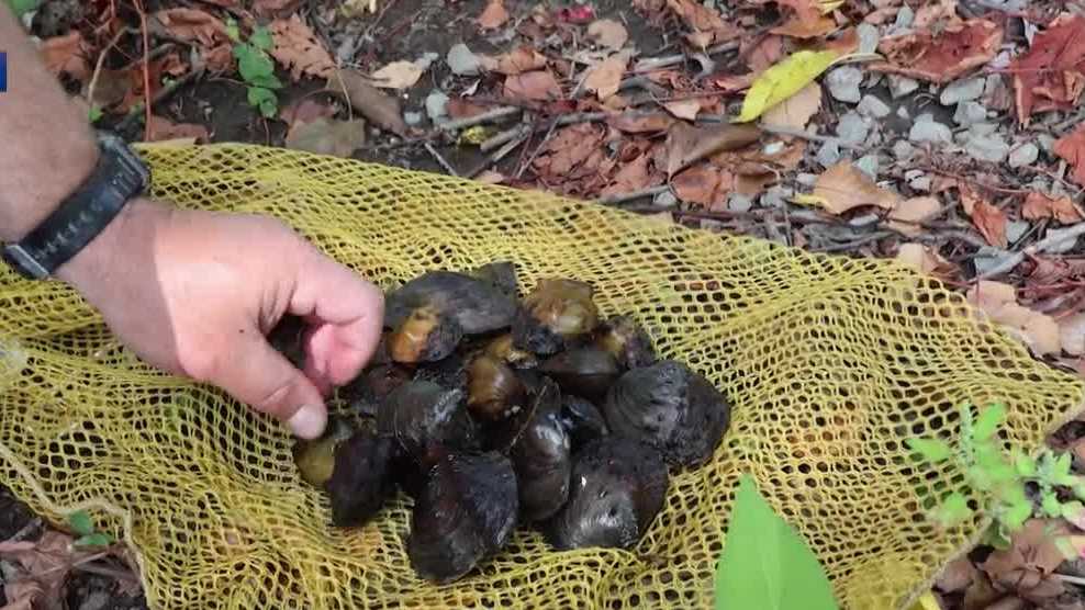 Pennsylvania's freshwater mussels see revival through conservation efforts