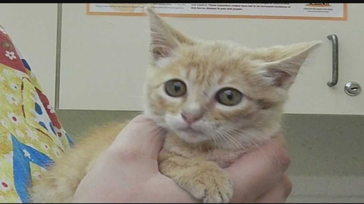 Kitten rescued after falling from bridge, dodging pelican