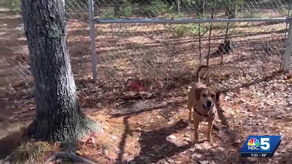 Pet Connection: Oct. 22, 2026