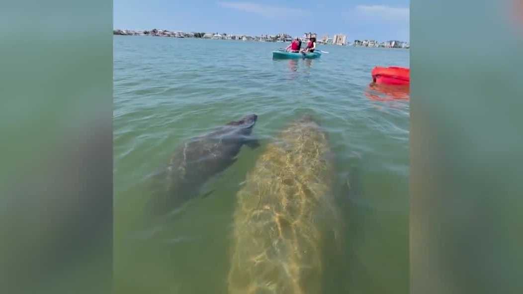 Florida wildlife advocates urge action as boat strikes harm manatees