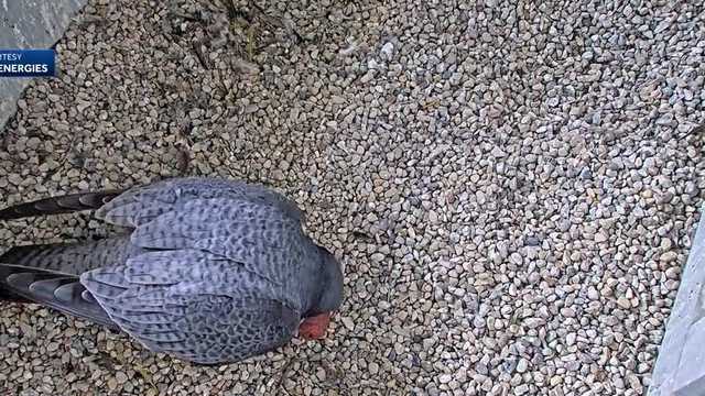 We Energies welcomes 5 new peregrine falcon chicks - Vimarsana News