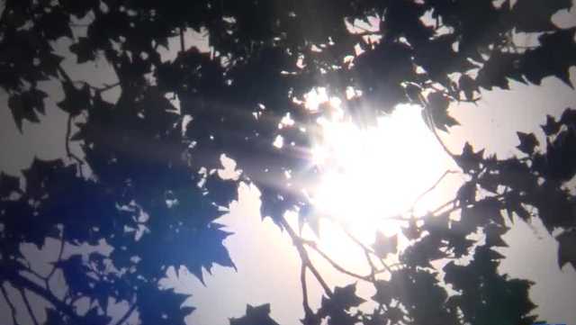 Rough allergy season: Wisconsin has seen the highest pollen count in six out of the last 10 years - Vimarsana News