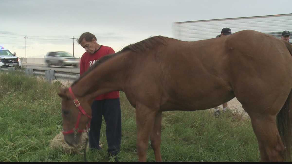 Horse gets loose on Lancaster County highway