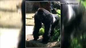 Gorilla video 'too horrific' to show