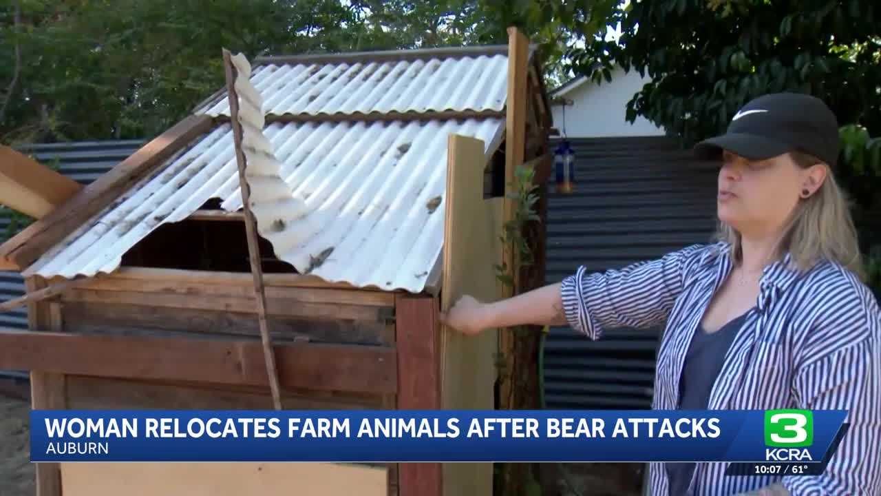 kcra.com - Anahita Jafary - Auburn woman relocates farm animals after bear attacks on chicken coop