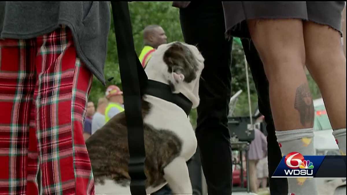 Unlikely hero emerges: Dog alerts owner during Central City fire