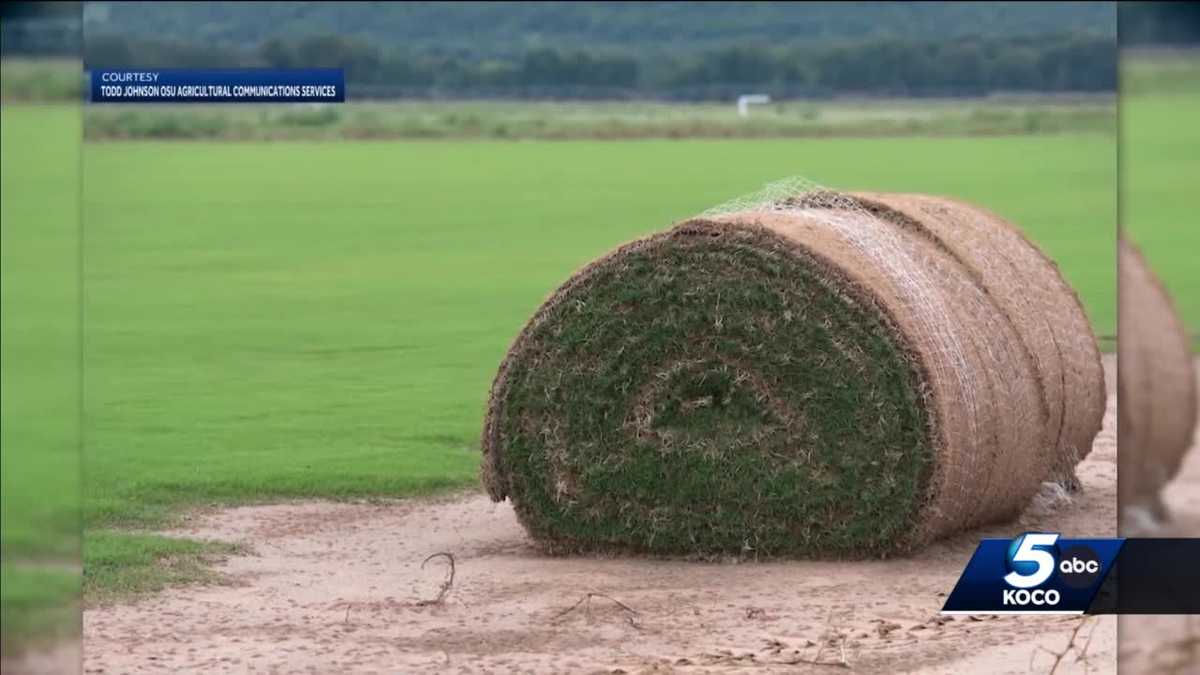nfl-playoff-games-set-on-oklahoma-state-university-turfgrass