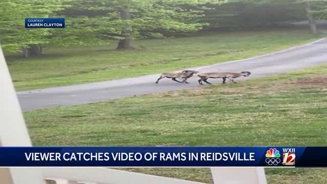 North Carolina: Reidsville woman witnesses ram fight - Vimarsana News