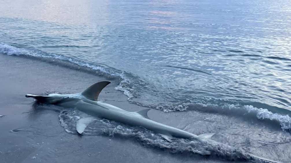 Sharks caught on video off shore in Martin County, Jupiter