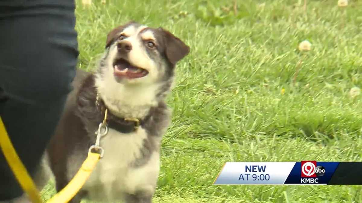 Kansas City dog in running for national ‘Hero Dog’ award for comforting other dogs