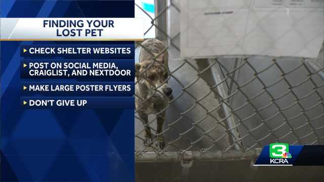 Front Street Animal Shelter waives fees for lost pets after Fourth of July - Vimarsana News