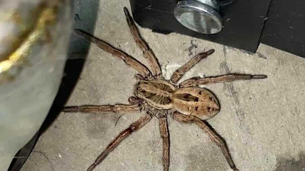 NorCal exterminators battle roach, spider surge as temperatures climb