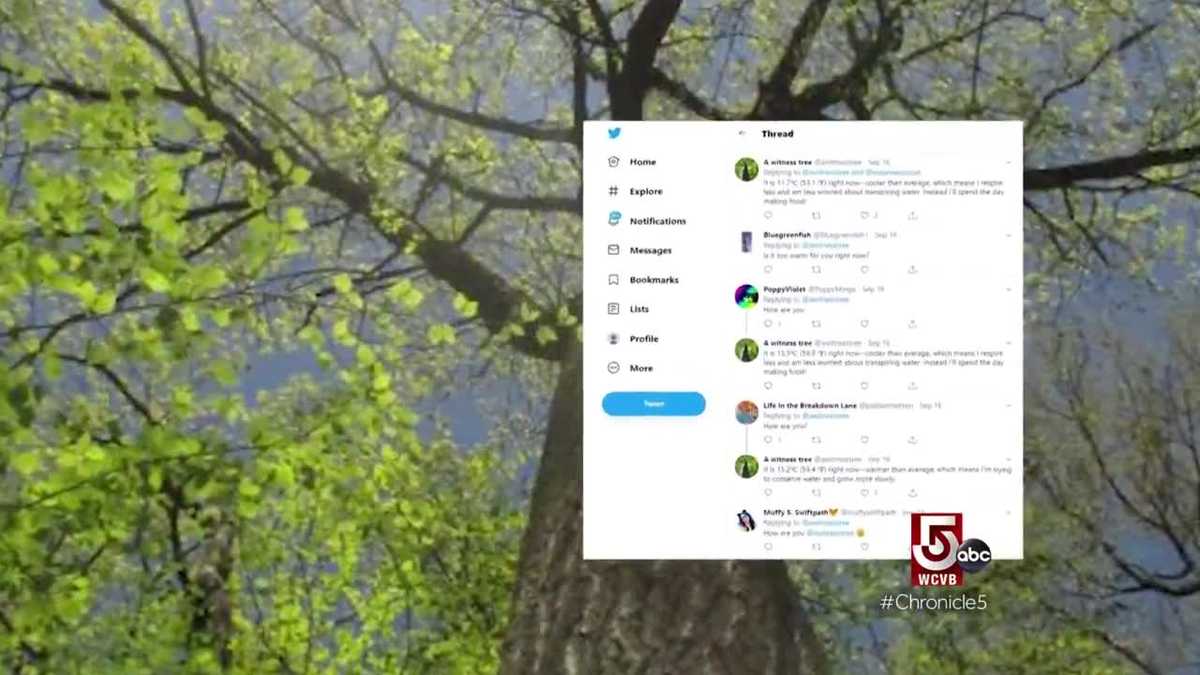 Twitter is for the trees