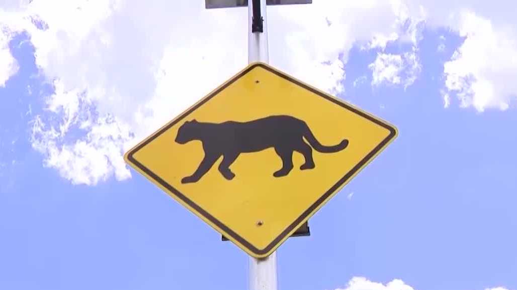 Massive east Collier development approved despite public's concerns of impact on Florida panthers