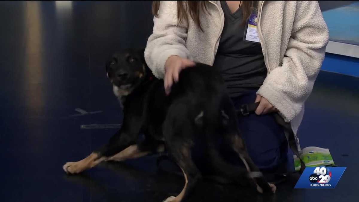 Pet of the Week: Max