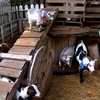 Baby goats test positive for rabies at North Carolina mobile petting zoo