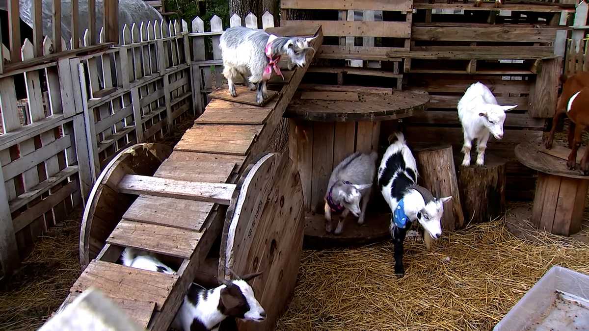 Petting zoo baby goats test positive for rabies in North Carolina - KCRA
