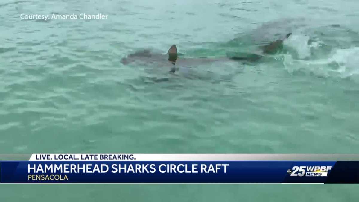 Pensacola Seven hammerhead sharks circle swimmers' raft