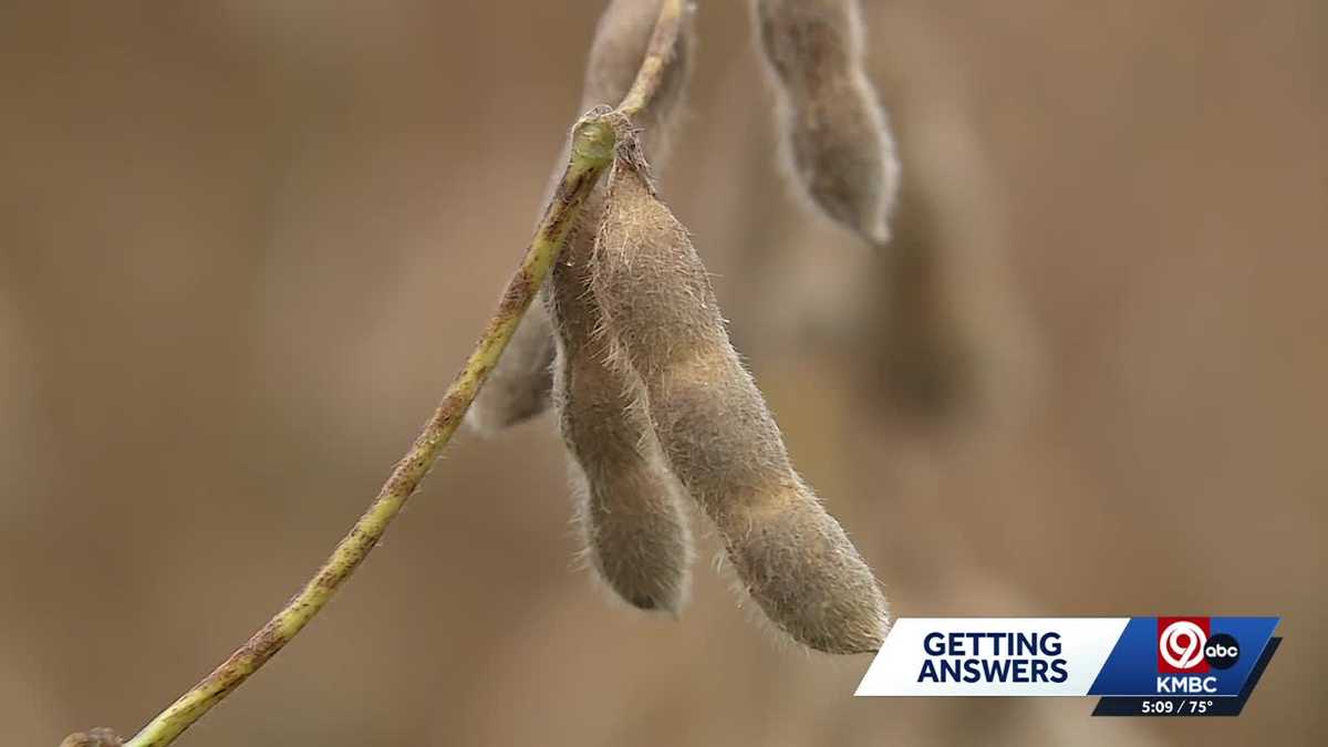 Trade war squeezes Missouri, Kansas soybean farmers again