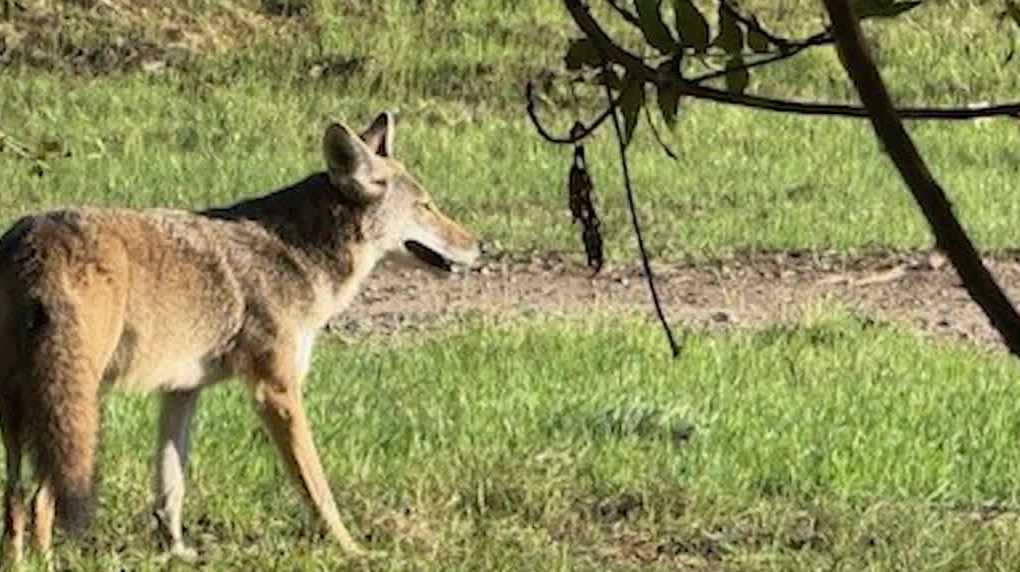 Wildlife warning: Coyotes on American River Parkway looking for partners, prey during mating season