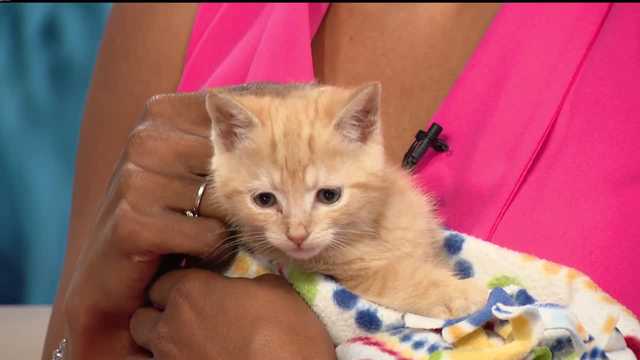 BARCS overwhelmed by kittens as nonprofit pleads for more foster homes