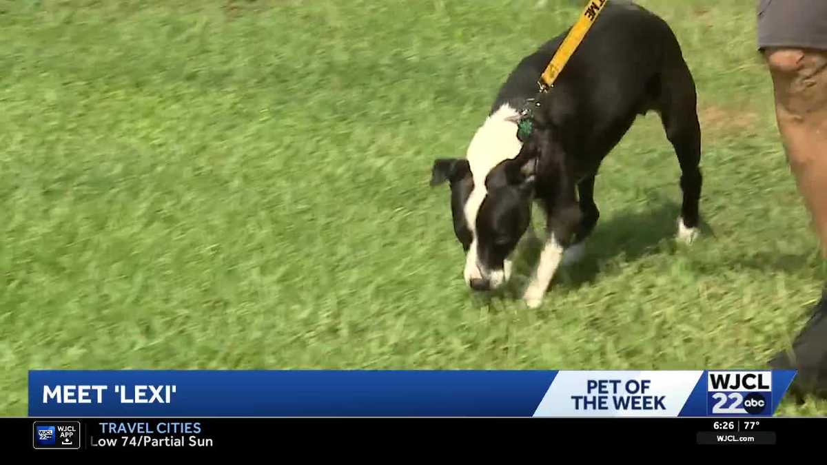 Pet of the Week: Take a look at the dogs, cats available from the Palmetto Animal League