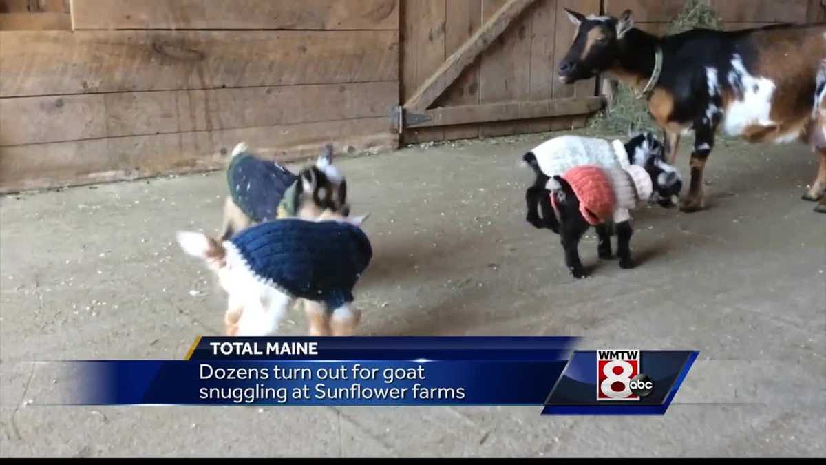 Love goats? Maine farm offers cuddle sessions