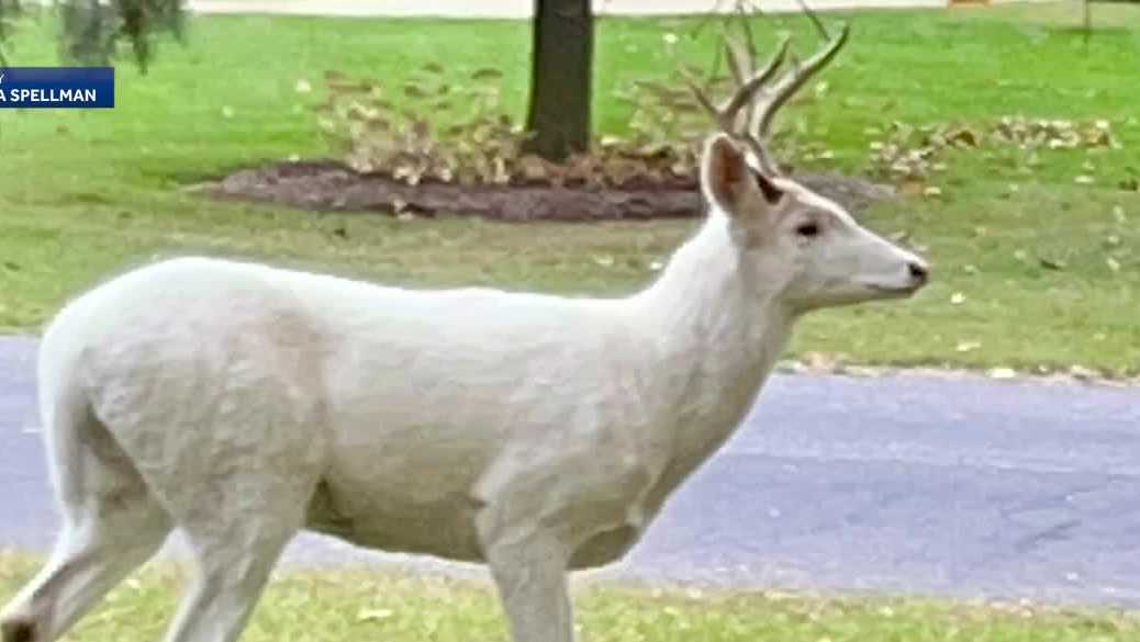 'That's Santa's Deer,' White Buck appears in Waukesha County