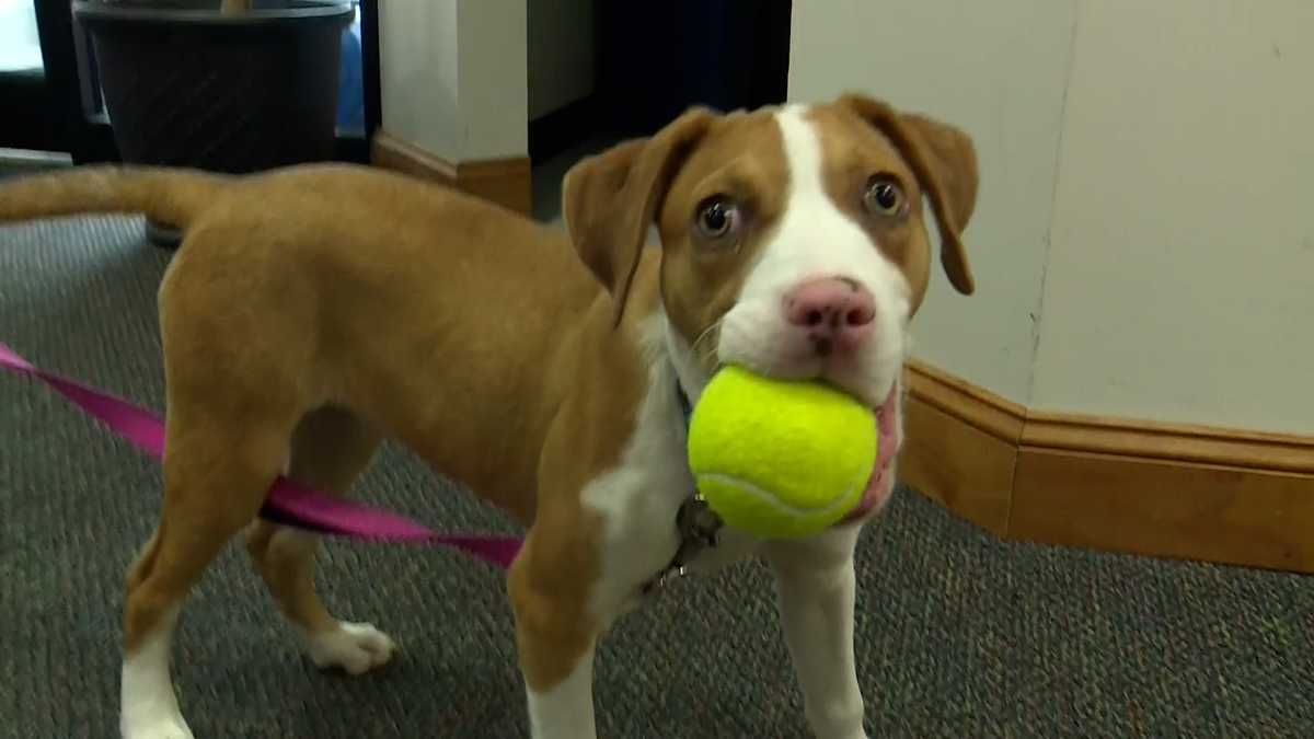 Meet Honey, our Adoptable Pet of the Week