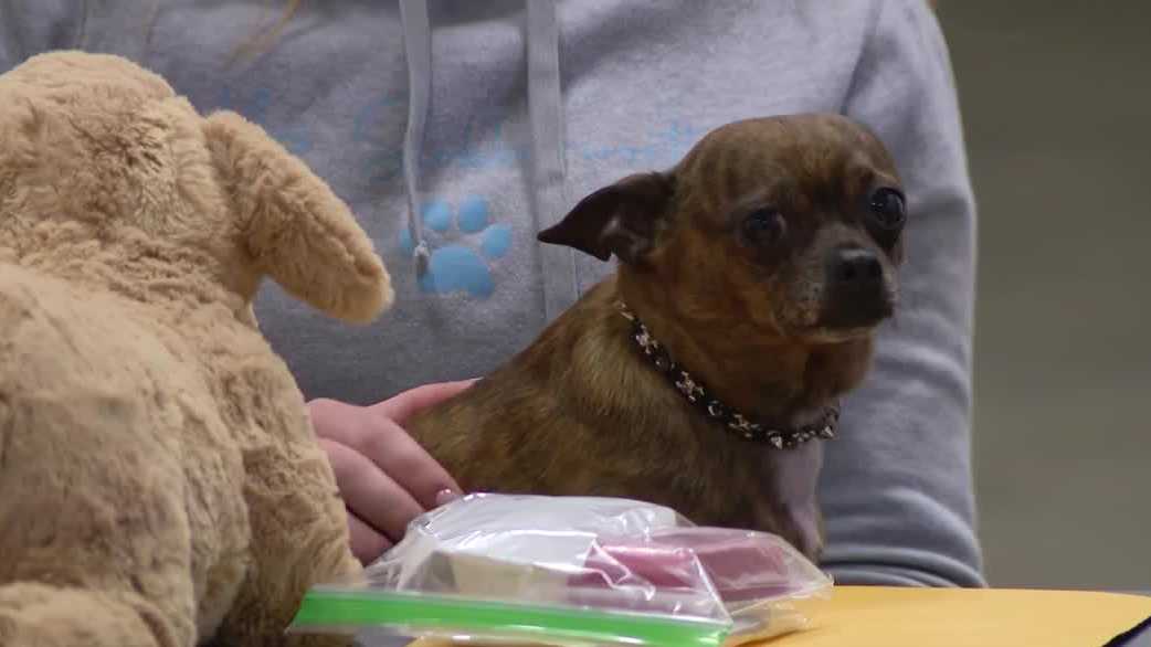 Des Moines pet CPR class offers life-saving techniques for emergencies