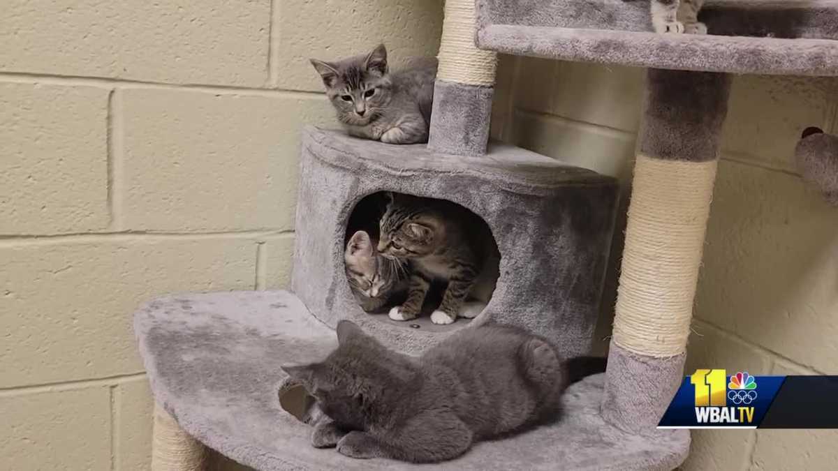 Why you need to adopt 2 when you get kittens