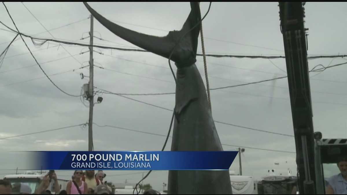 700lb Marlin caught