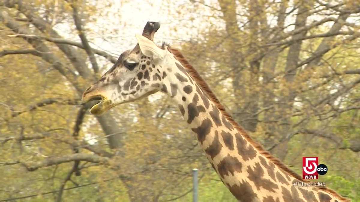 Taking care of furry friends at Boston's Franklin Park Zoo; the broad responsibilities of a