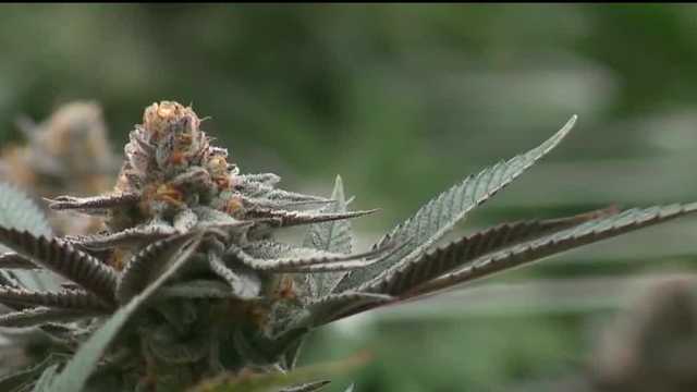 New Mexico cannabis industry concerned with saturated market - Vimarsana News