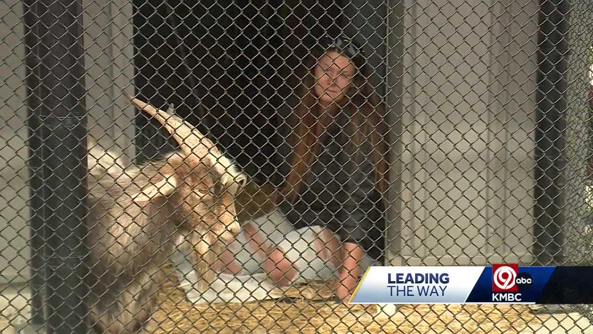 Stolen goat rescued from bridge in KC reunites with owner