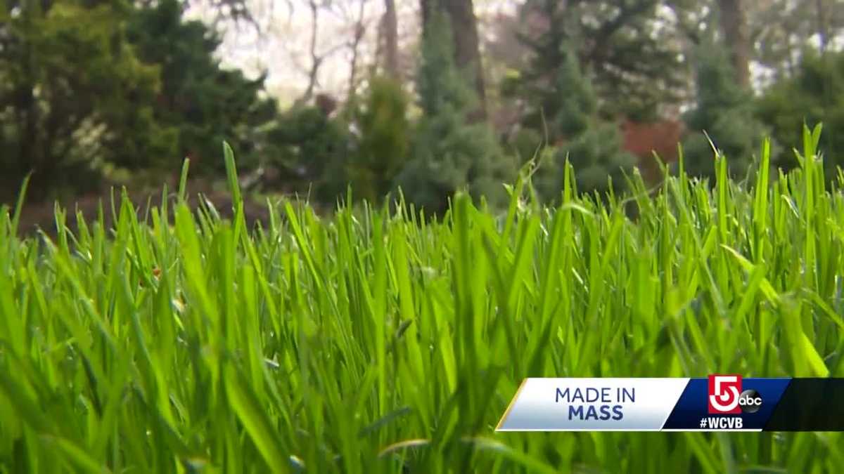 Massachusetts man engineers socalled 'perfect grass' seed Made in Mass.