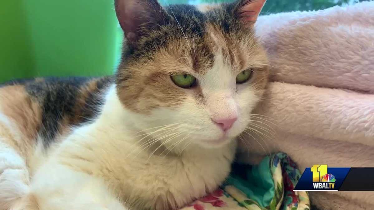 Watch Maryland SPCA has special cat ‘Whitty Kitty’ looking for home – Latest News