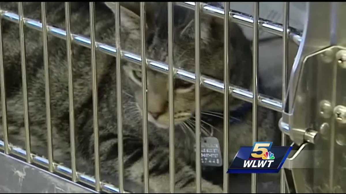Cats rescued from squalor, nursed back to health are ready for adoption