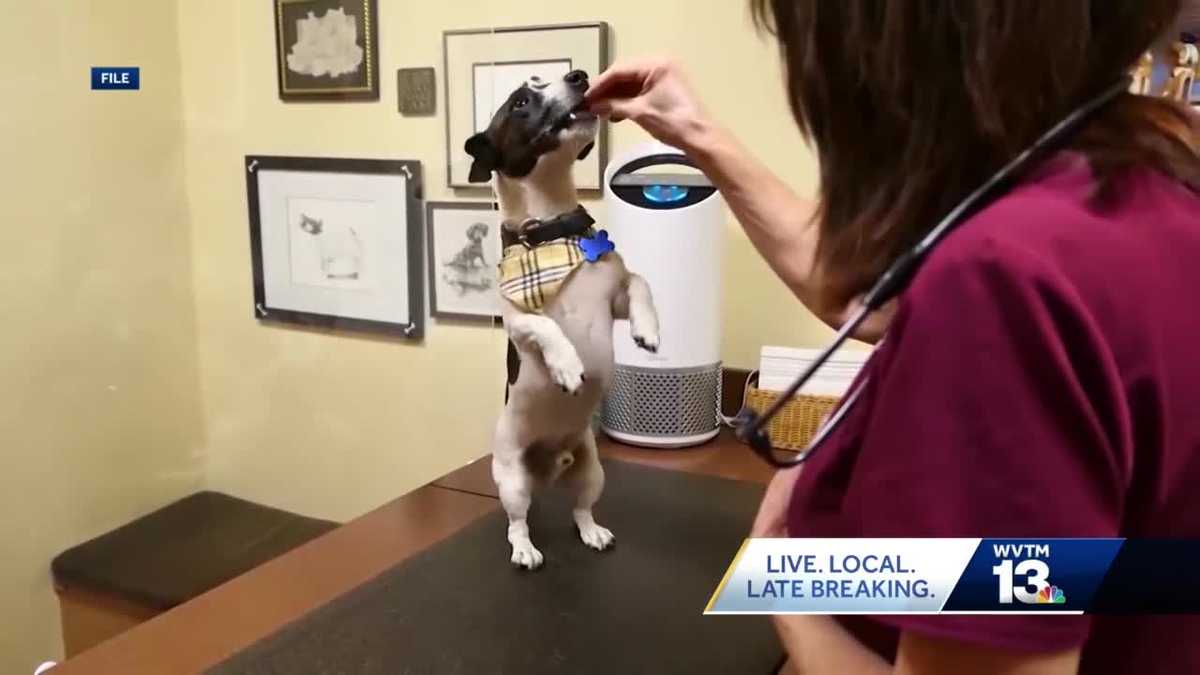 Veterinarian shortage impacting Central Alabama animal shelters