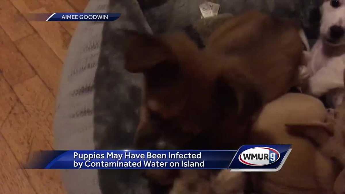 Sick puppies likely contracted bacteria from contaminated water