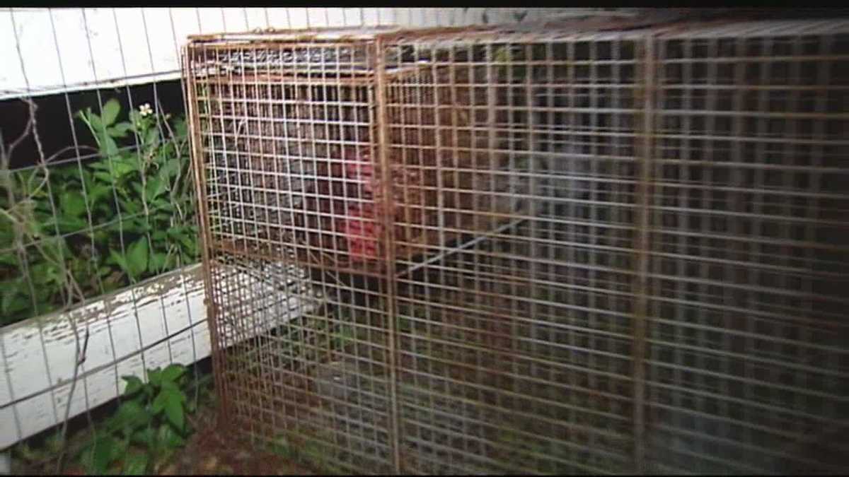 Trap set for coyotes