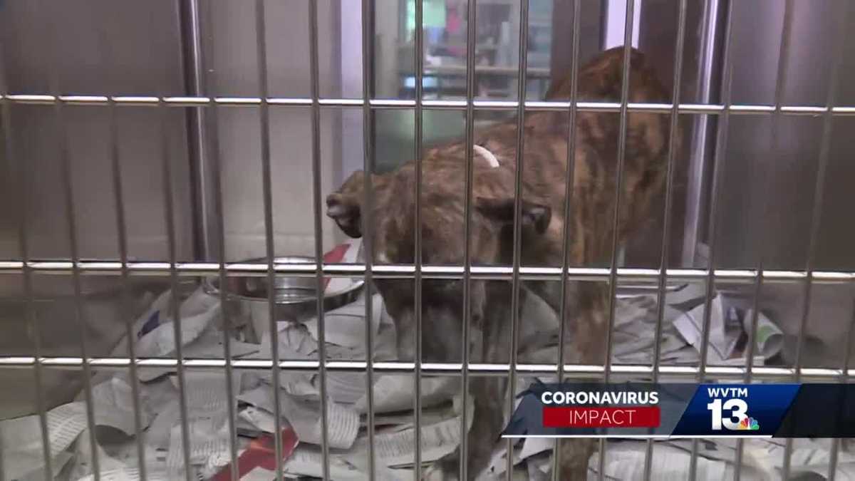 Local Humane societies over capacity during COVID -19