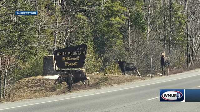 3 moose caught on camera in Berlin, New Hampshire - Vimarsana News