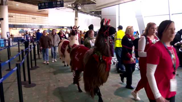 Llamas ease stressed holiday travelers - Vimarsana News