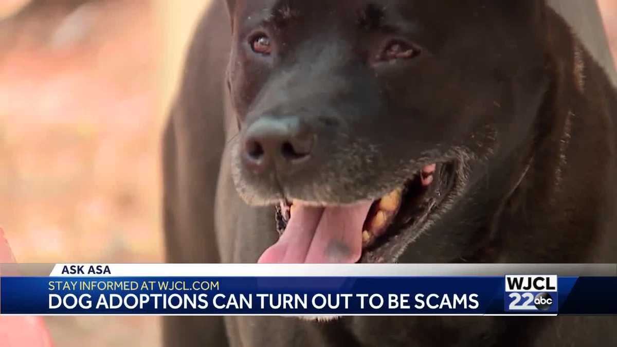 Ask Asa: Puppy scams are spiking during the pandemic