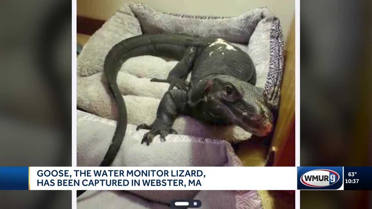 Escaped monitor lizard recaptured after 2 weeks