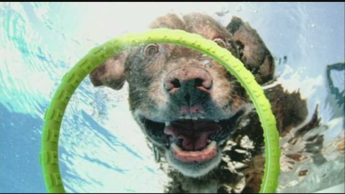 Under water dogs making a splash