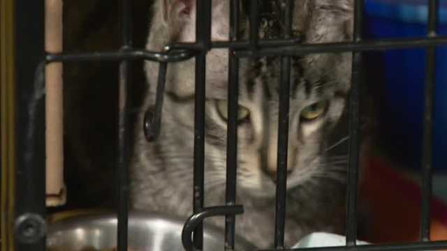 Hurricane Ian puts strain on west Florida animal shelters - Vimarsana News